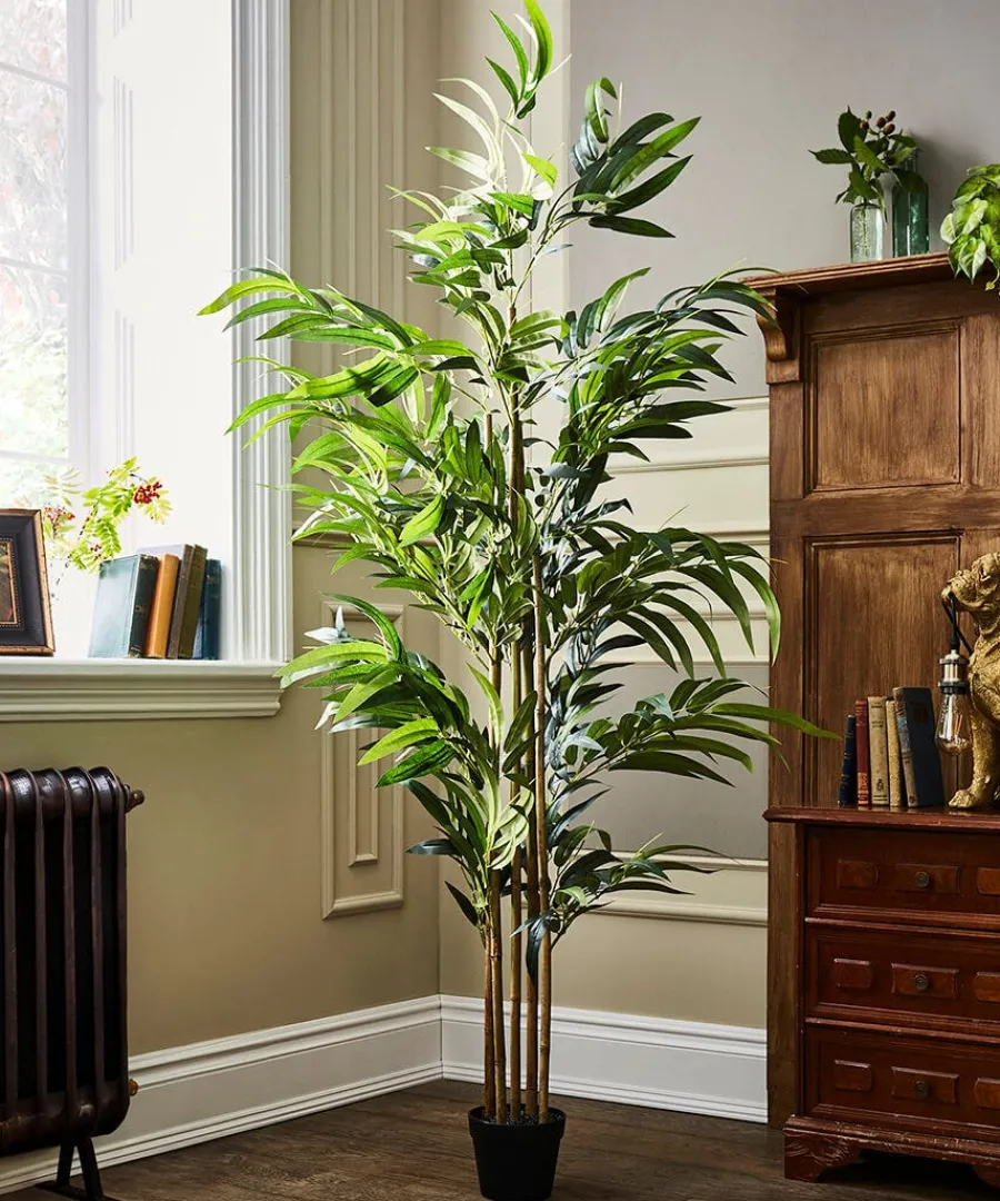 brilliant_bamboo_plant_2.webp Fashion Joe Browns Brilliant Bamboo Plant Green
