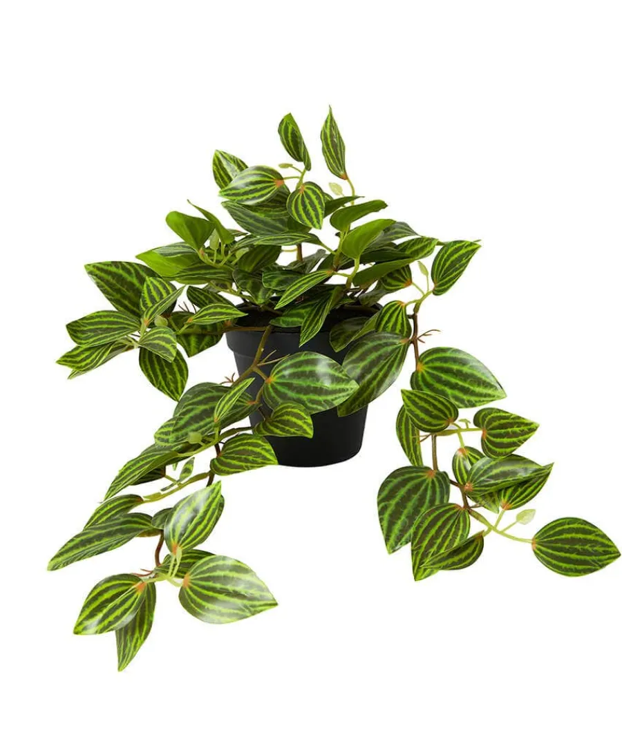 gorgeous_green_tradescant_0.webp Flash Sale Joe Browns Gorgeous Tradescantia Zebrina Plant Green