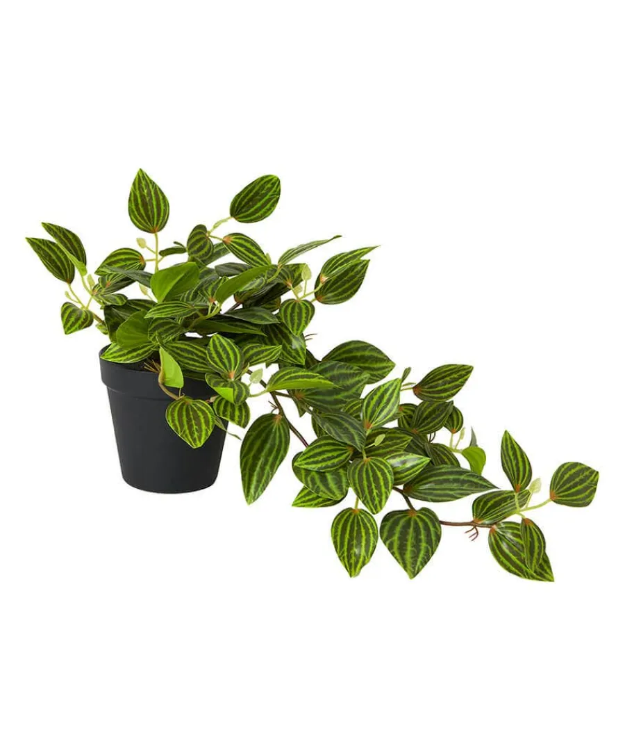 gorgeous_green_tradescant_1.webp Flash Sale Joe Browns Gorgeous Tradescantia Zebrina Plant Green