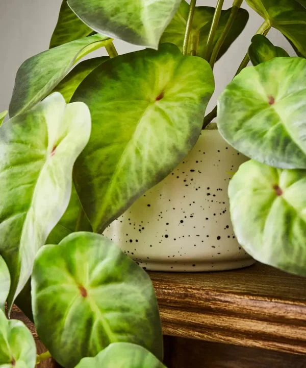 Fashion Joe Browns Luscious ery In Speckled Ceramic Pots Green