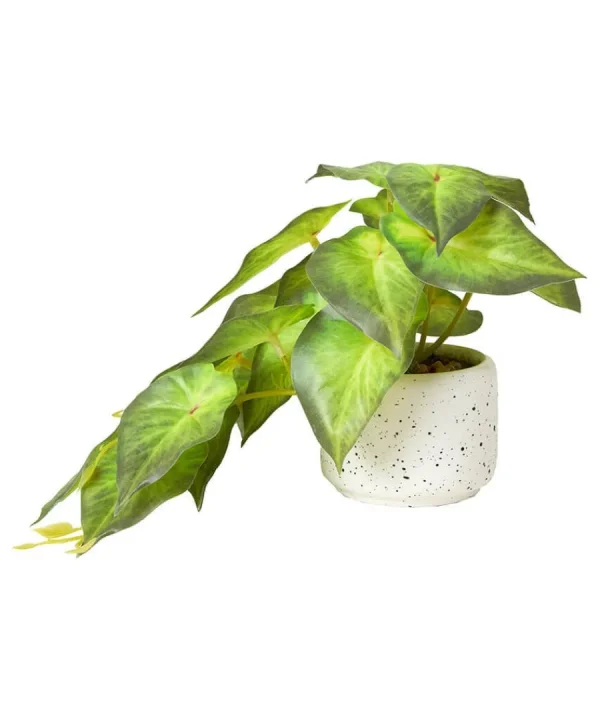 Fashion Joe Browns Luscious ery In Speckled Ceramic Pots Green