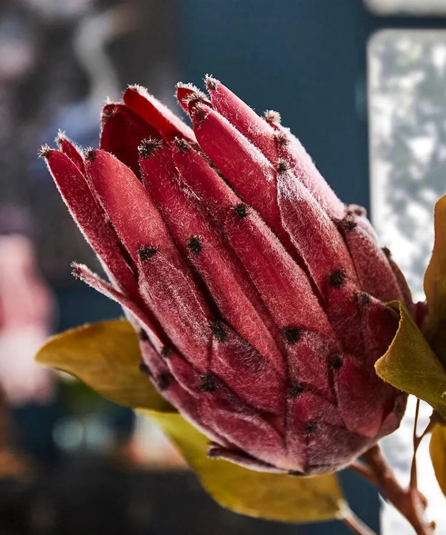 pack_of__pretty_protea_fl_2.webp Outlet Joe Browns Pack Of 3 Pretty Protea Flower Stems Pink