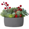 Cheap Joe Browns Tis The Season Succulent Red