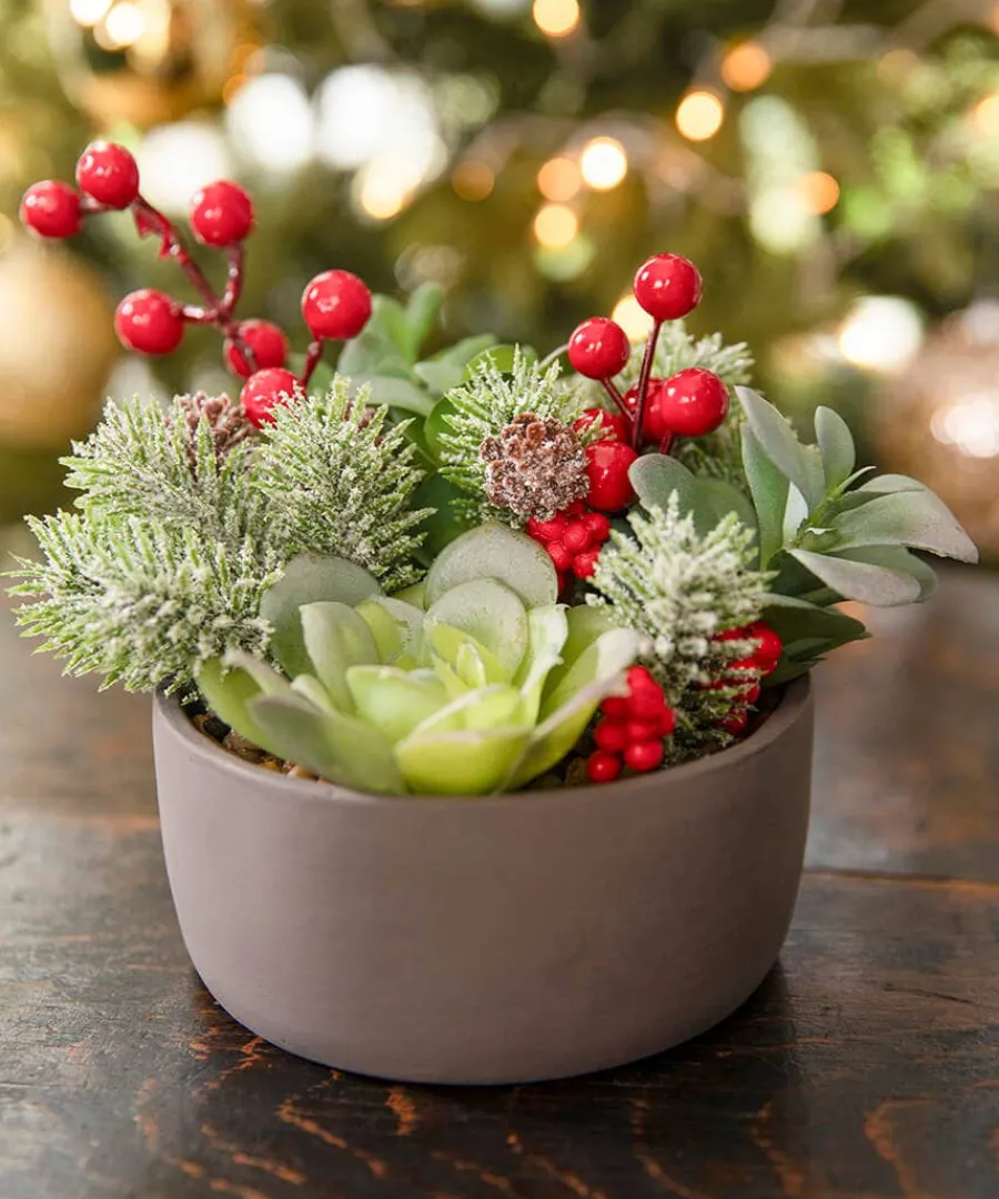 tis_the_season_succulent_2.webp Cheap Joe Browns Tis The Season Succulent Red
